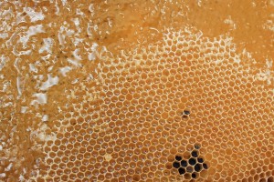 Bienenwabe